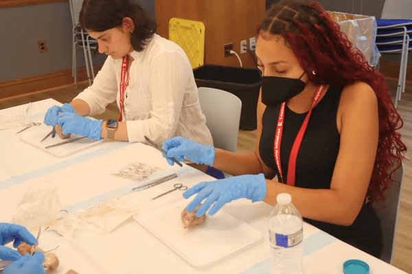 Neuro S1 Samantha Cornwall Dissection AB min