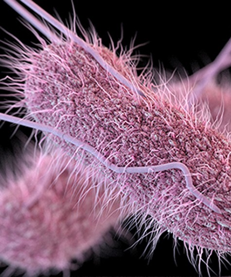 Morena Baccarin - Vanessa